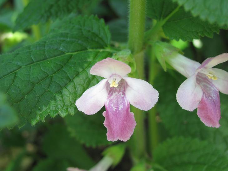 Melittis melissophyllum (Lamiaceae)